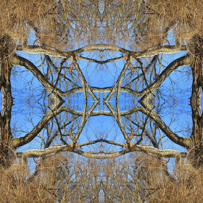 2-14-08_Tree 1788_edited Square