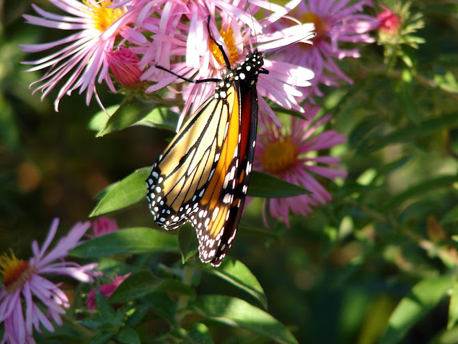 Butterfly closed wings-A