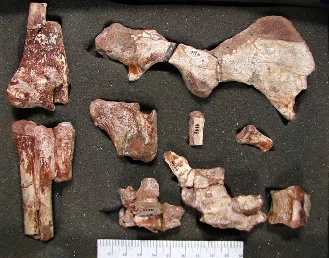 [Achillesaurus-723525.JPG]
