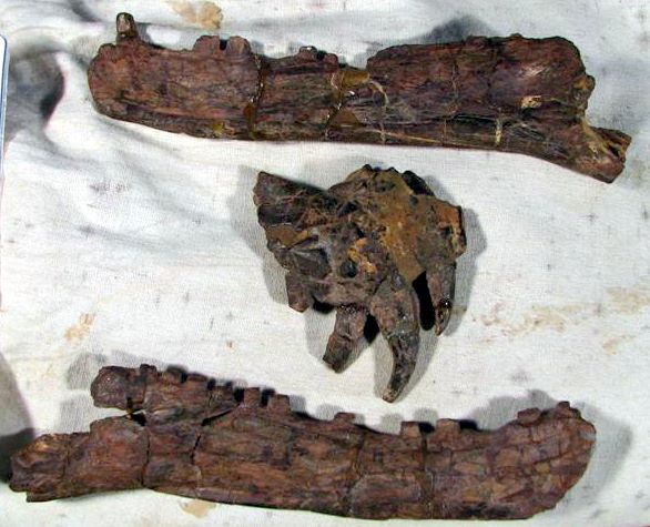 [Ischisaurus-725122.JPG]