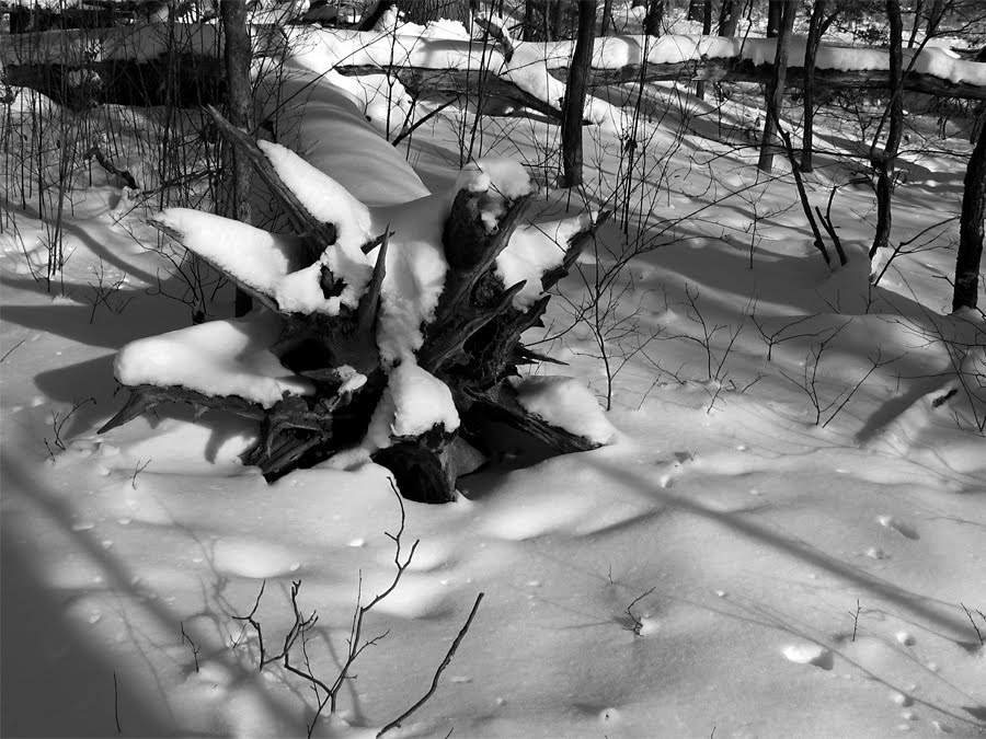 [2010_0111.jpg]