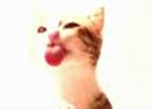 Cat Licking Screensaver