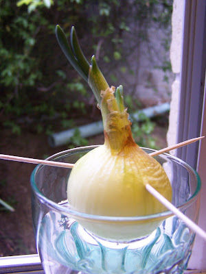 Onion Grow