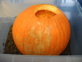 Mrs. Wood's Kindergarten Class: Inside of a Pumpkin