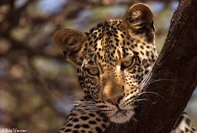 mashatu, photo workshop, albie venter, villiers steyn, photographic,