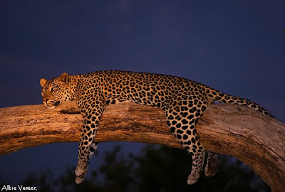 albie venter, c4 images and safaris, mashatu, photo workshop,