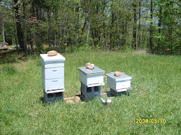 Expanded to Three Hives