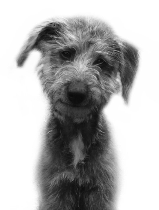 Bedlington X Lurcher