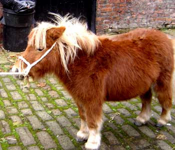 shetland%2Bpony.jpg