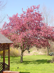 Tree in our back yard