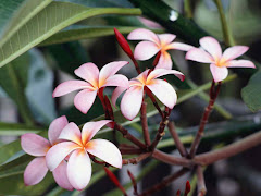 flowers in winter