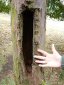 Black Woodpecker Dryocopus martius