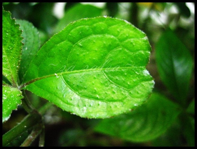 penyakit batu karang