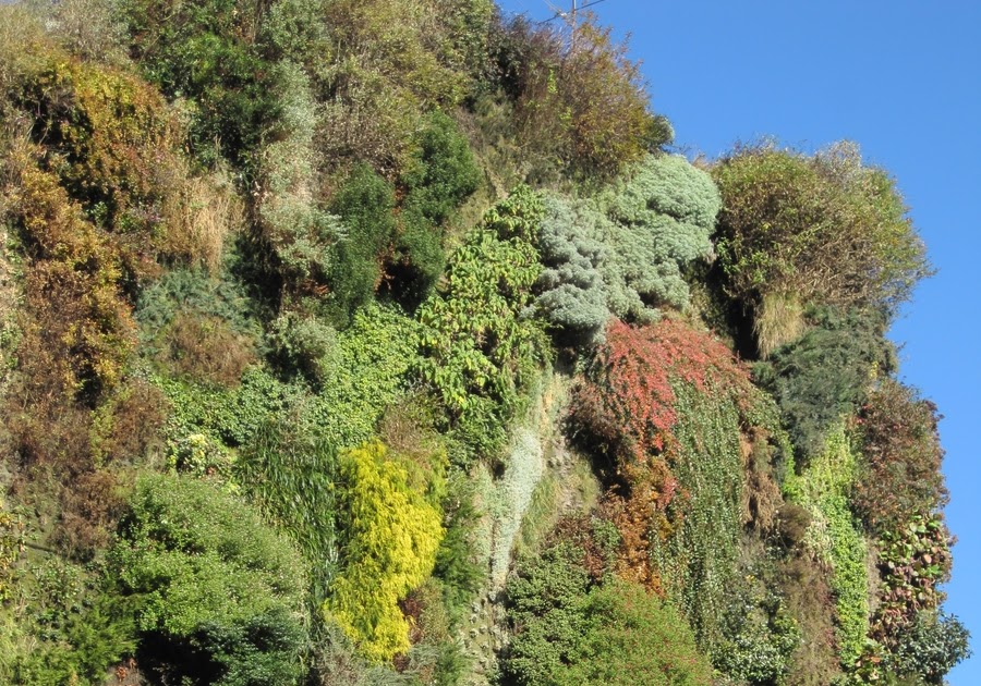HABLEMOS DE JARDINES: LA BUENA SALUD DEL JARDÍN VERTICAL DE CAIXAFORUM