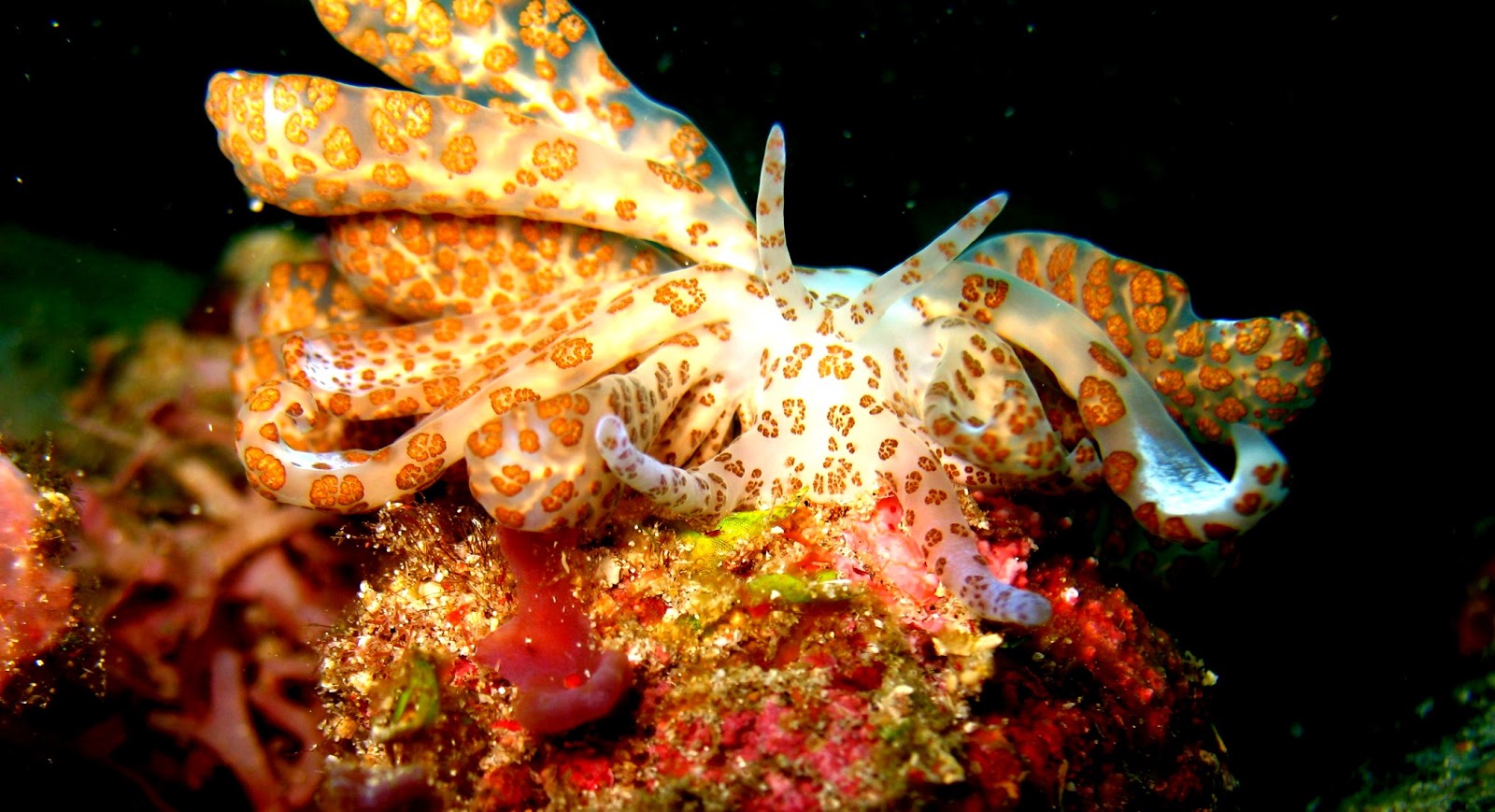 Adri's journal: The colorful nudibranch
