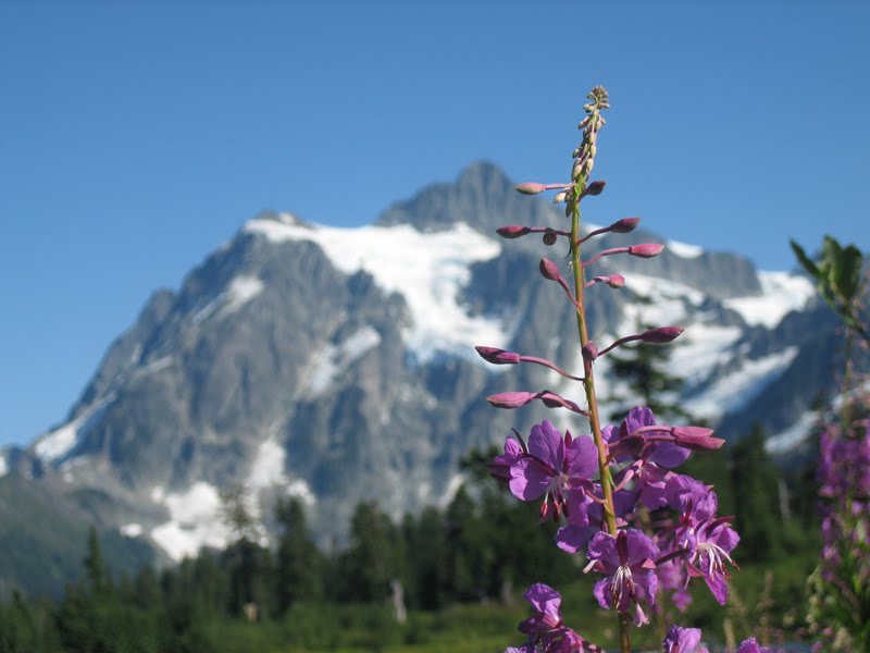 [MtShuksan_pink.jpg]