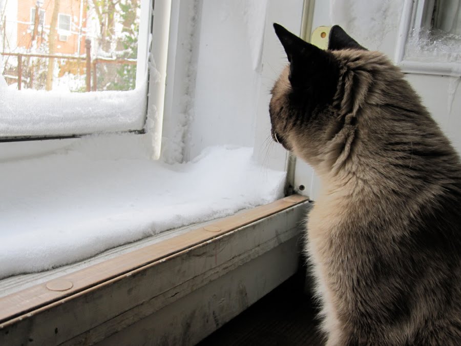 [blizzard_cat-backdoor-snow.jpg]
