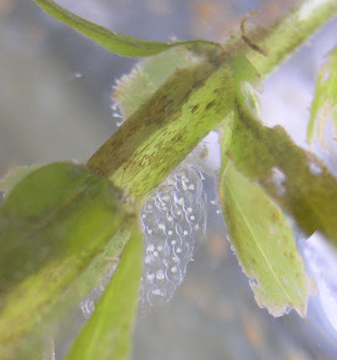 another, smaller, bunch of snail eggs