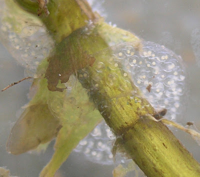 water snail eggs