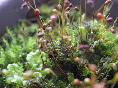 oooh there are spiderwebby thingys on the mossy stuff