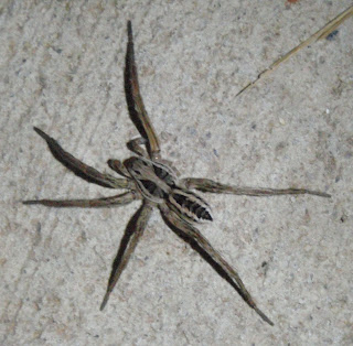 Up Too Late, As Usual: A few Arachnids from Around here And some