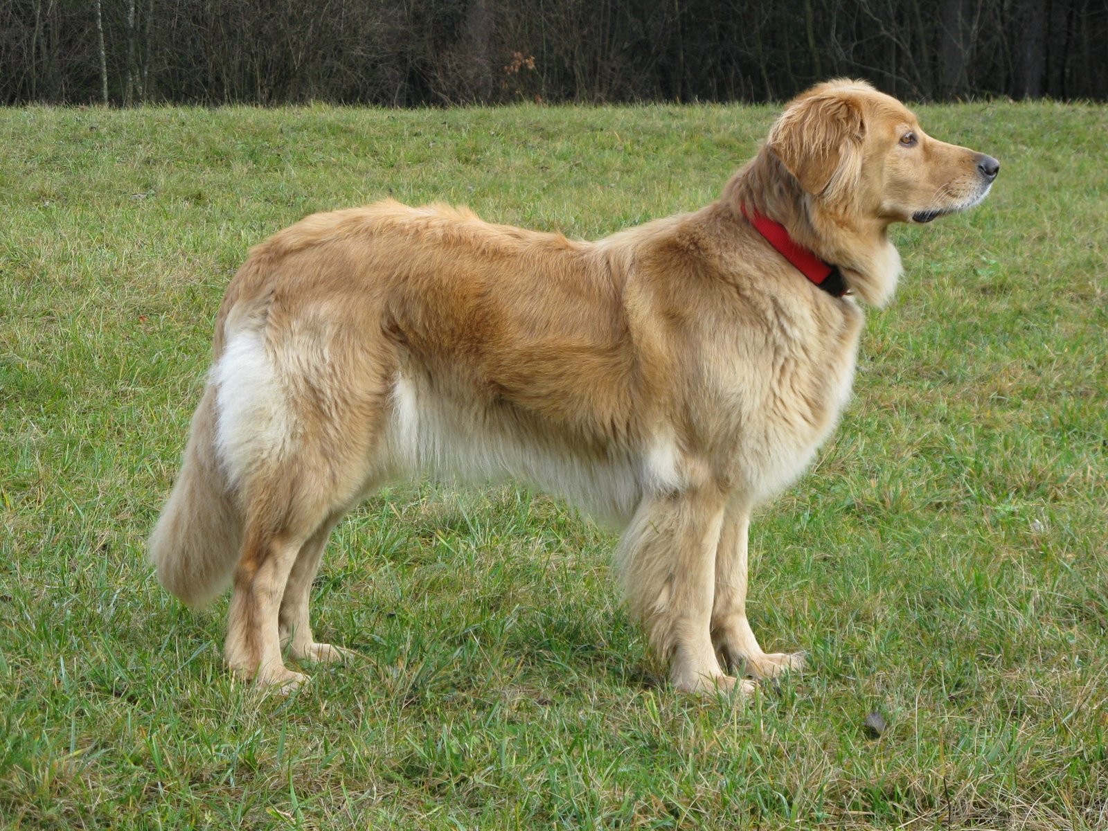 Hovawart psarna Pod Poncami