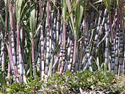 [biocombustiveis_cana.jpg]