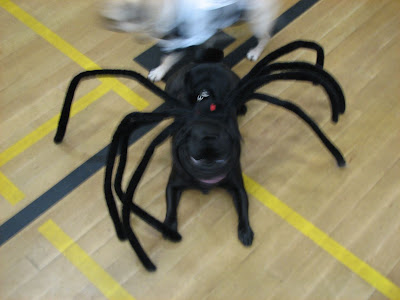 Pug Spider
