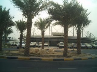 [palm+trees,+airport]