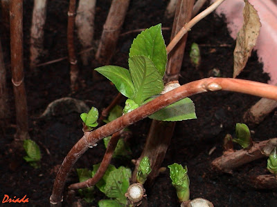 Jardinería by Poposí. - Página 2 Brotes+hortensias+2