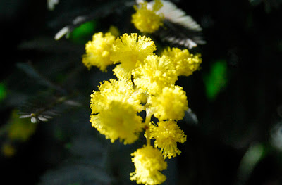 Yellow Puff Flowers