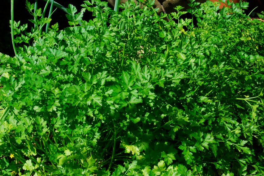 Garden amateur Parsley, sage, rosemary and thyme