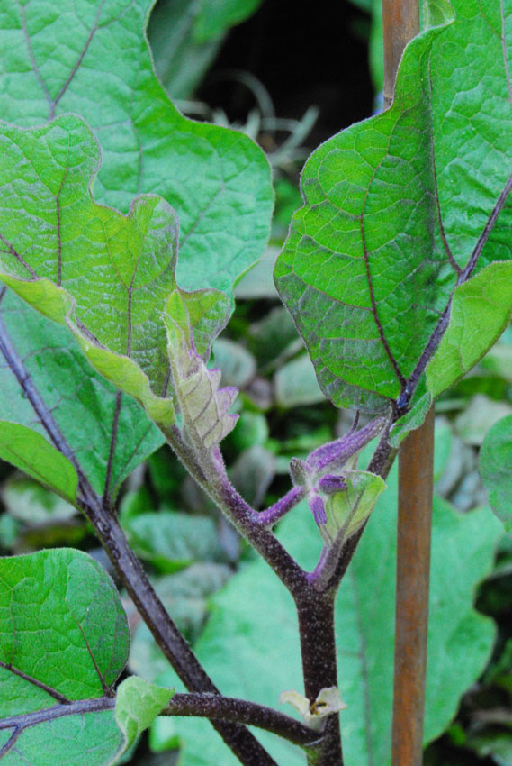 Garden amateur Lebanese eggplants