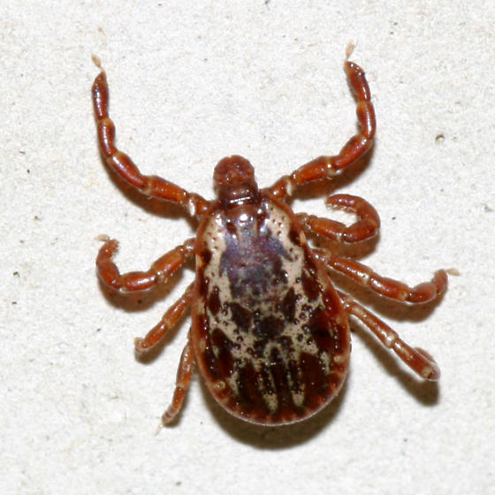 [american-dog-tick.jpg]