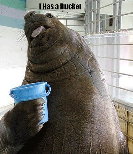 [walrus_bucket.jpg]