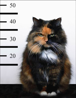 thief-cat.jpg
