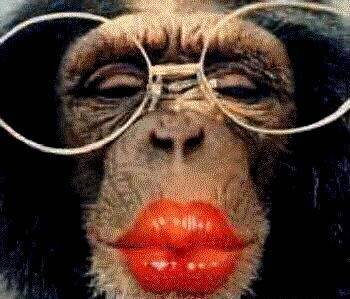 macaca.jpg