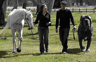 Biggest dog ever!: World's biggest dog ever!