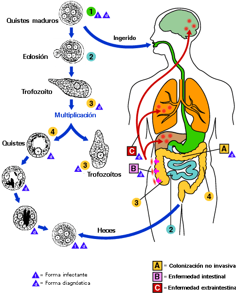 Ciclo de Vida de la Amibiasis