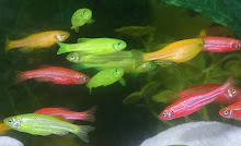 Gostava de ter um aquário com peixes as cores em sua casa? A ciência tornou isso possivél!