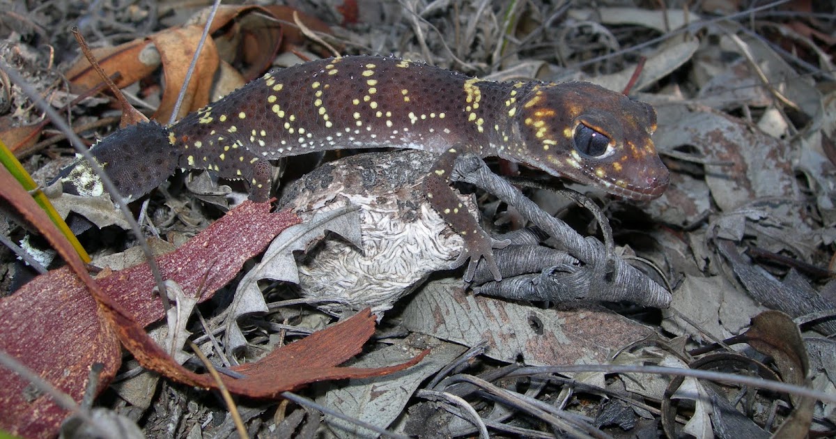WA Zoologist Barking Geckos