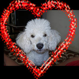 Minha Poodle "Mel"