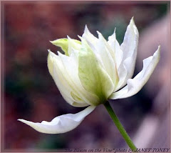 Beauty in the Everyday