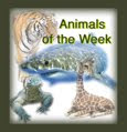 Animals of the Week