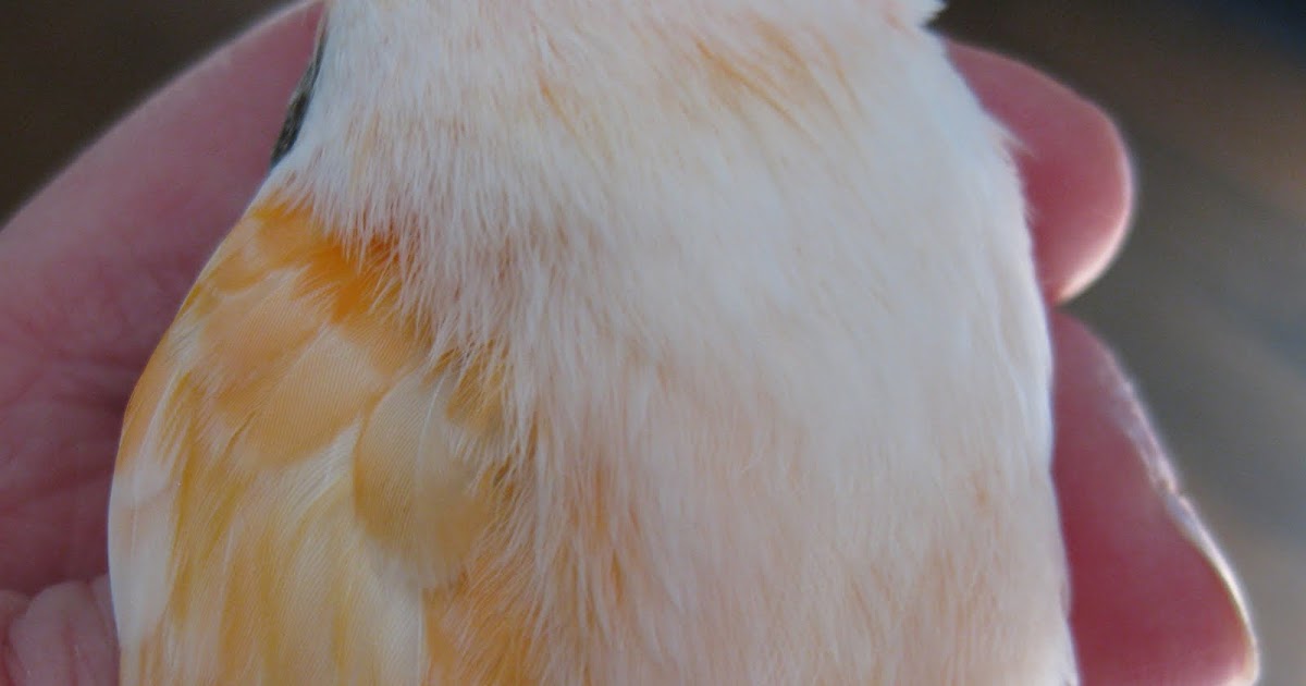 Canary Tales Removing Feather Cysts