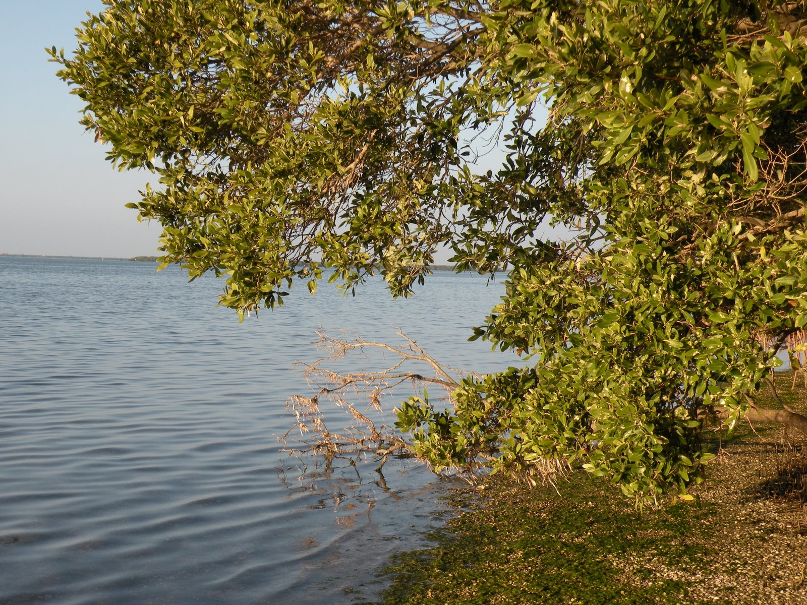 [Water+in+Florida.JPG]