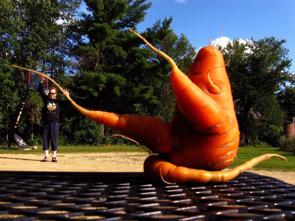 [carrot.jpeg]