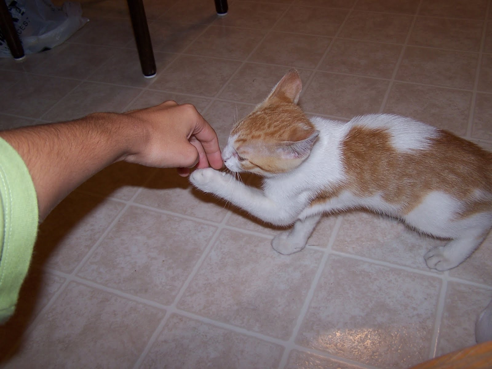 [1+Kitten.JPG]