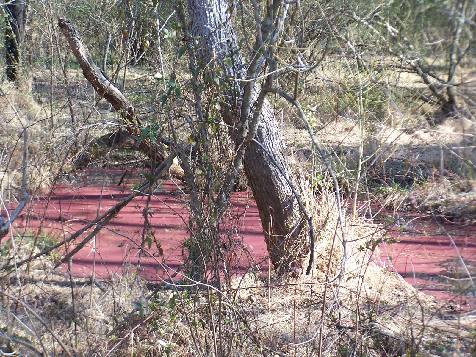 [Red++pond.jpg]
