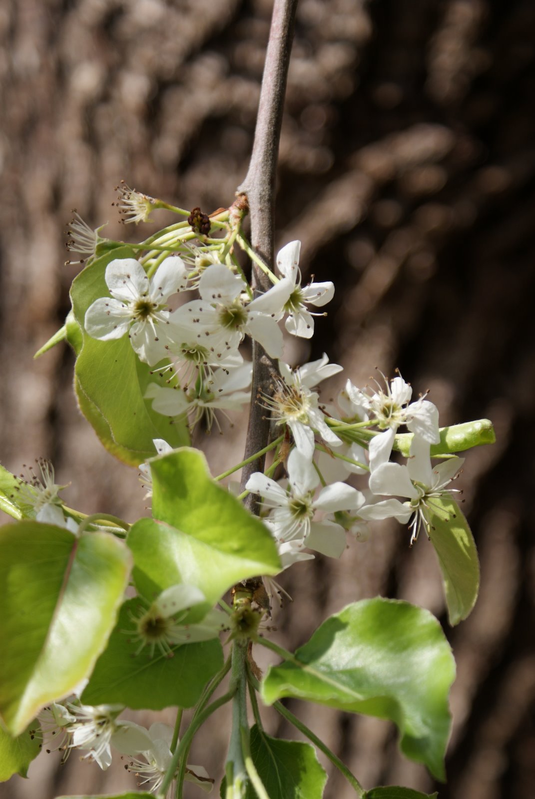 [spring+010.JPG]